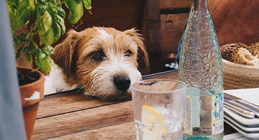 Mydog M4 - Toxic Food - daniel-brunsteiner (518x280)